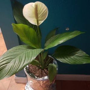 Meet your Posher, Elisabeth